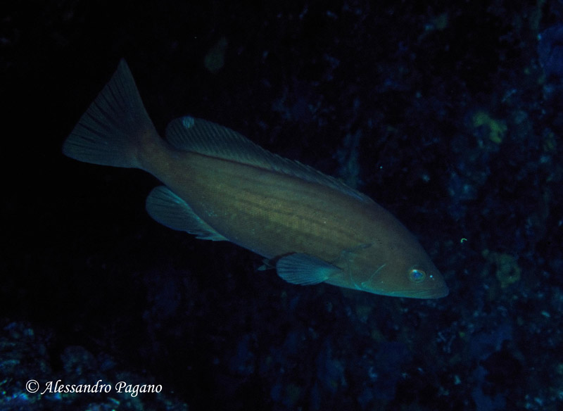 Epinephelus costae